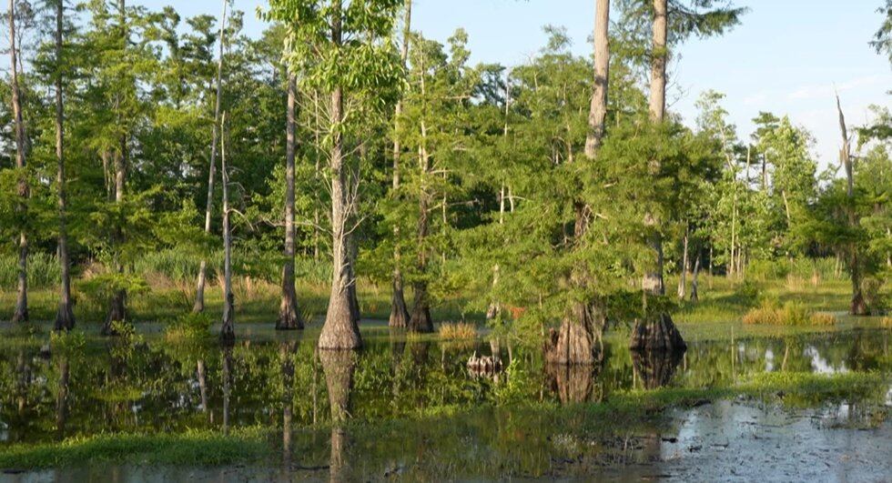 Sam Houston Jones State Park is now set to reopen after being nearly destroyed almost two years...