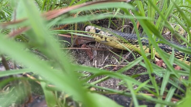 Heart of Louisiana: Pine Snake