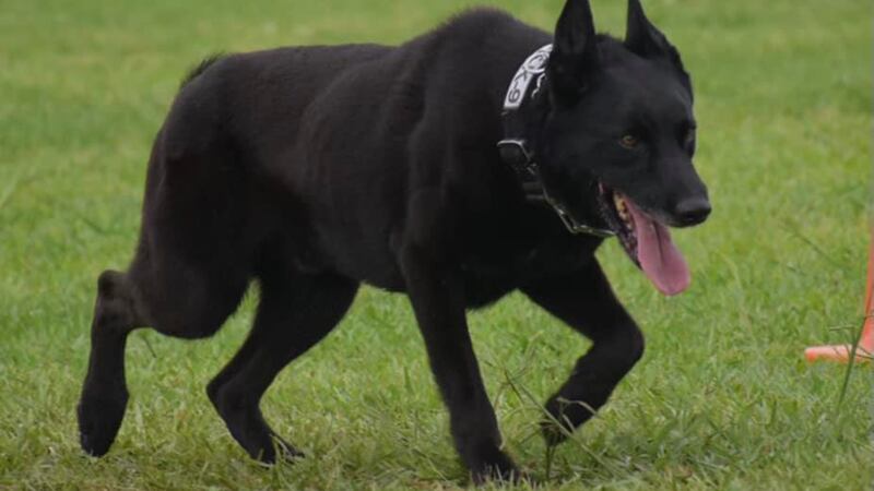 Livingston Parish Sheriff's Office K-9 "Ivar"