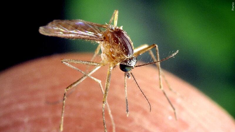Mosquito