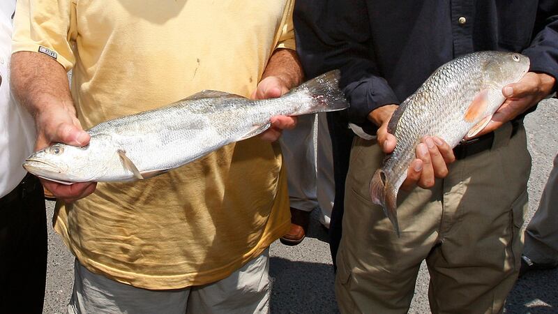 Fisherman Joey Angers shows off speckled trout that he caught in Scofield Bay Monday, Aug. 2,...
