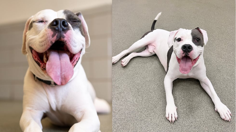 Elvis is a 3-year-old “meatball” with a silly personality, the shelter said.