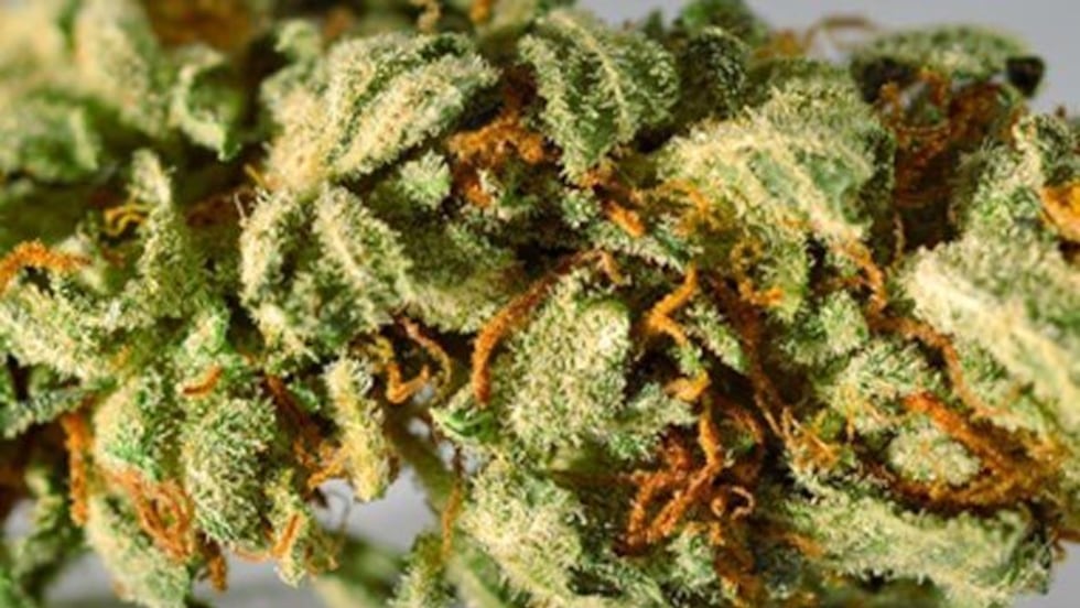 Generic image of marijuana (Source: Wiki Commons)