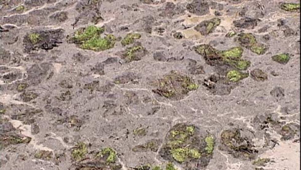 Here you can see the tops of the trees under the mud