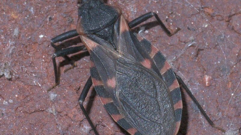 Kissing bug