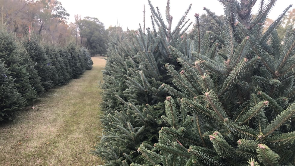Christmas tree farm
