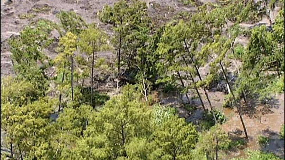 More trees appear to be leaning into the sink hole