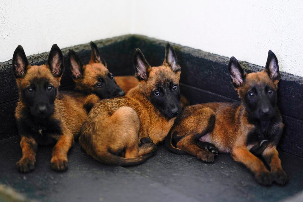 Belgian Malinois puppies rest at the Mexican Army and Air Force Canine Production Center in...