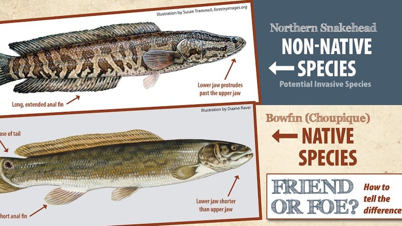 LDWF has verified that two Northern Snakehead fish and a ball of fry were spotted in a video...