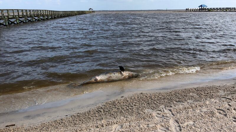 A fourth dead dolphin washed ashore Tuesday morning on Front Beach in Ocean Springs.