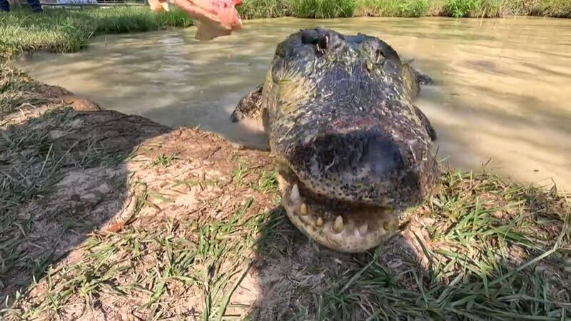 Heart of Louisiana: Alligators